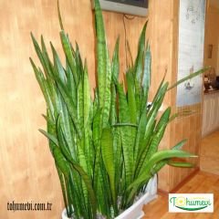 ﻿Kılıç Çiçeği Fidesi - Paşa Kılıcı - Sansevieria Cylindricafidesi.