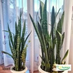 ﻿Kılıç Çiçeği Fidesi - Paşa Kılıcı - Sansevieria Cylindricafidesi.