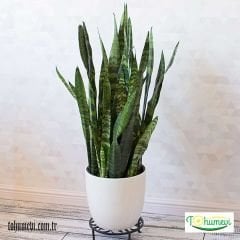 ﻿Kılıç Çiçeği Fidesi - Paşa Kılıcı - Sansevieria Cylindricafidesi.
