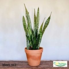 ﻿Kılıç Çiçeği Fidesi - Paşa Kılıcı - Sansevieria Cylindricafidesi.