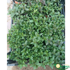 Nane Fidesi – 10,5 cm Saksıda