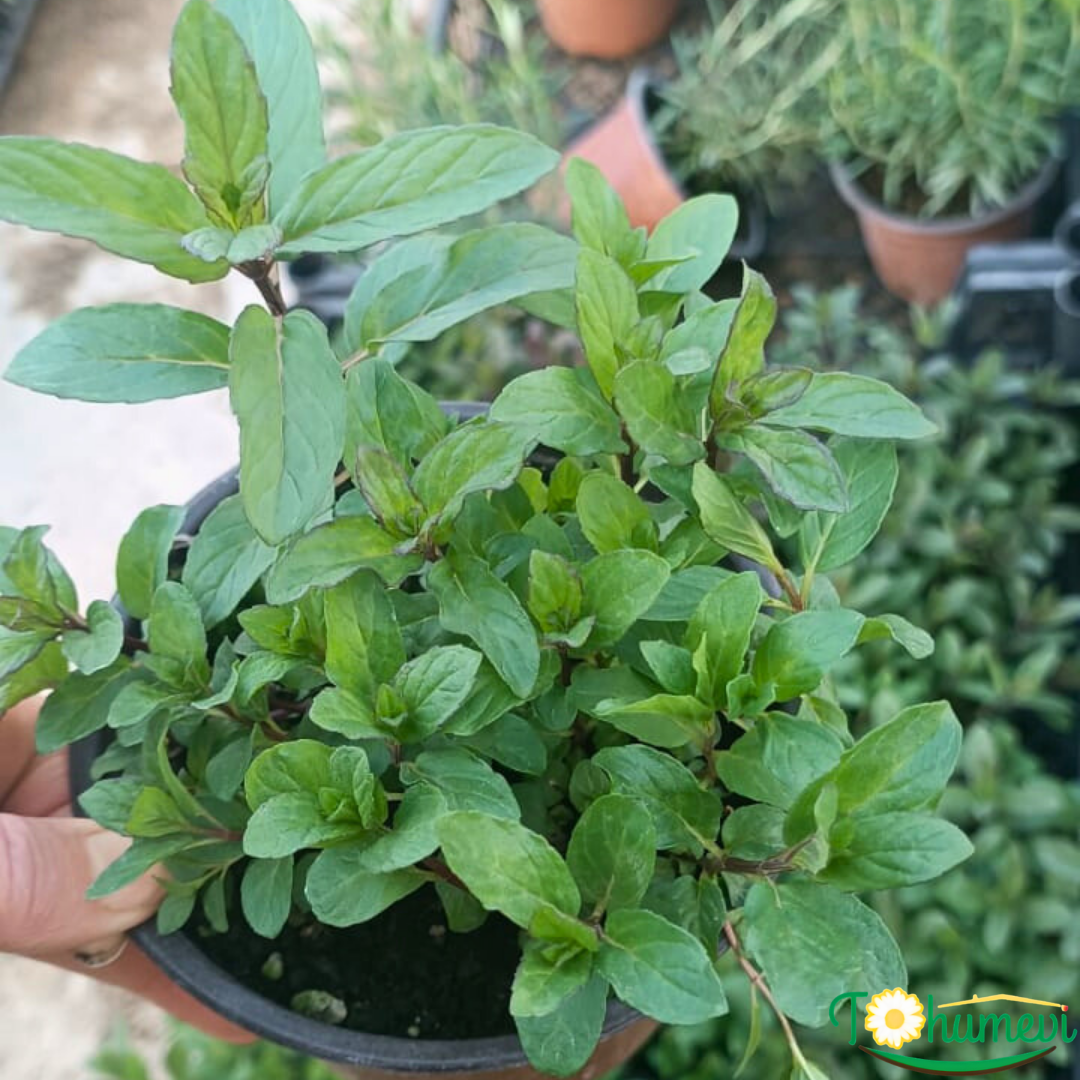 Nane Fidesi – 10,5 cm Saksıda