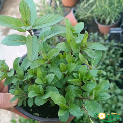 Nane Fidesi – 10,5 cm Saksıda