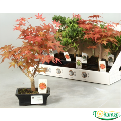 Bonsai Acer – 15 cm Saksıda