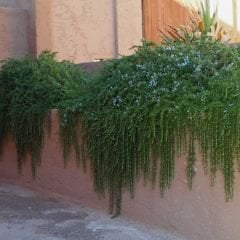 Yayılıcı Biberiye Fidanı – Rosmarinus Officinalis