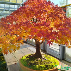 Bonsai Acer – 15 cm Saksıda