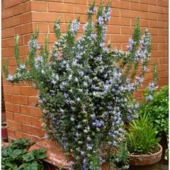 Yayılıcı Biberiye Fidanı – Rosmarinus Officinalis