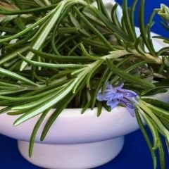 Yayılıcı Biberiye Fidanı – Rosmarinus Officinalis