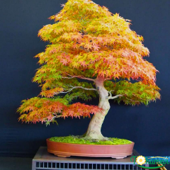 Bonsai Acer – 15 cm Saksıda