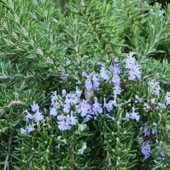 Yayılıcı Biberiye Fidanı – Rosmarinus Officinalis