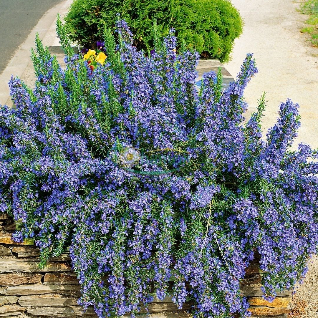 Yayılıcı Biberiye Fidanı – Rosmarinus Officinalis
