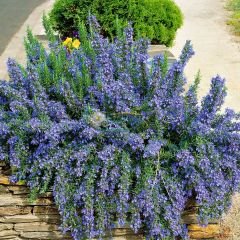 Yayılıcı Biberiye Fidanı – Rosmarinus Officinalis