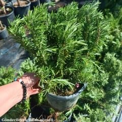 Yayılıcı Biberiye Fidanı – Rosmarinus Officinalis