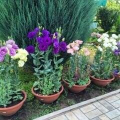 Lisianthus Çiçeği Saksıda Katmerli – Liseli Kız -  3 Adet