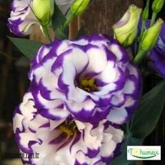 Lisianthus Çiçeği Saksıda Katmerli – Liseli Kız -  3 Adet