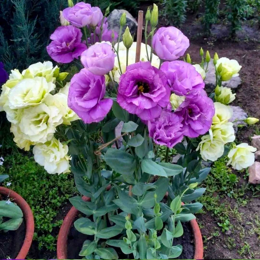 Lisianthus Çiçeği Saksıda Katmerli – Liseli Kız -  3 Adet
