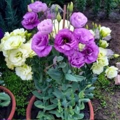 Lisianthus Çiçeği Saksıda Katmerli – Liseli Kız -  3 Adet