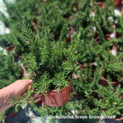 Yayılıcı Biberiye Fidanı – Rosmarinus Officinalis