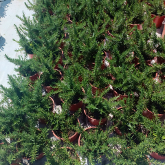 Yayılıcı Biberiye Fidanı – Rosmarinus Officinalis