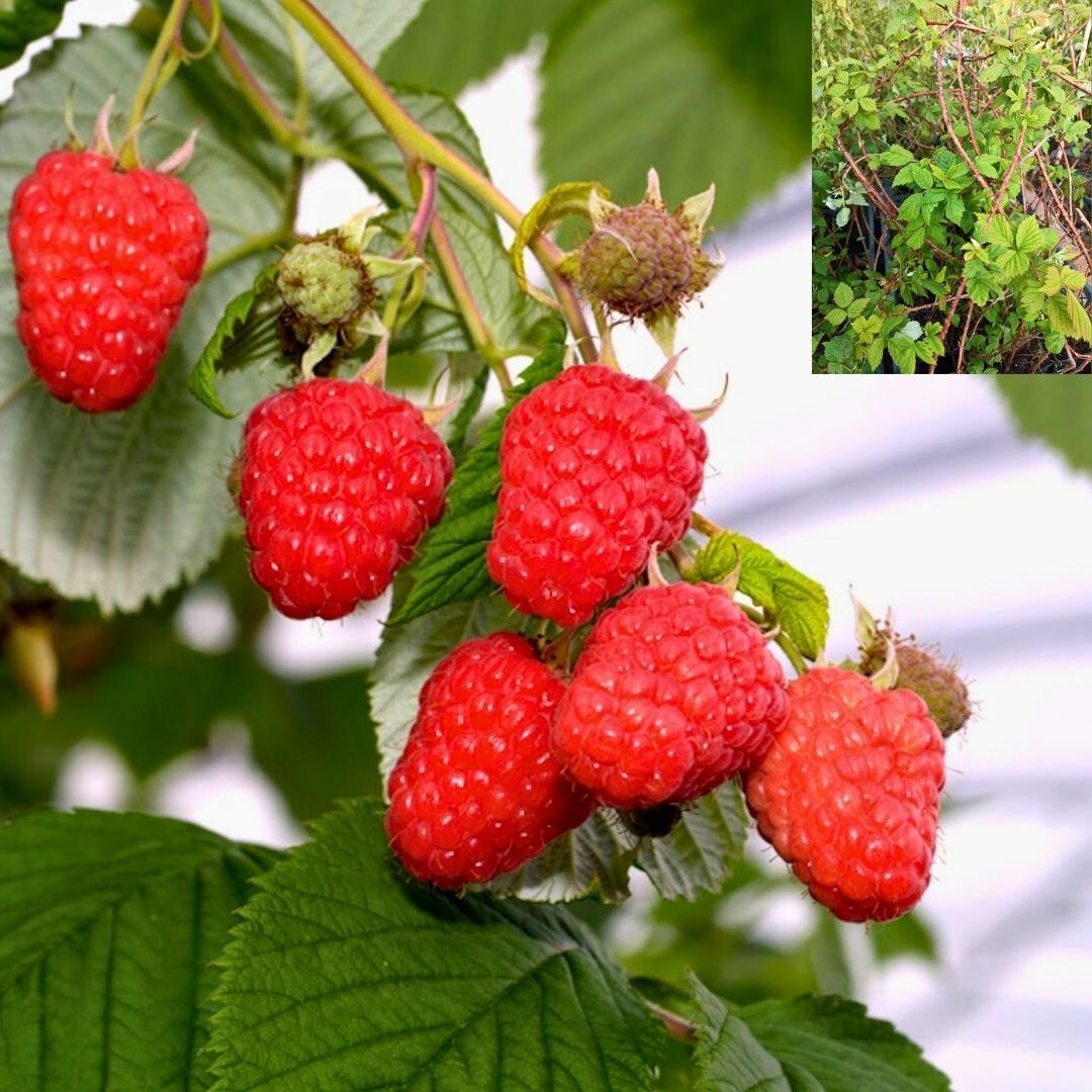 Polka Ahudud Fidanı