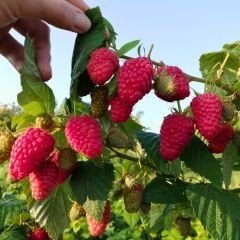 Polka Ahudud Fidanı