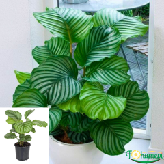 Calathea Orbifolia – Katalya Bitkisi (14 cm Saksı)