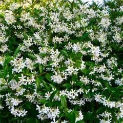 Arap Yasemini Fidanı - Rhyncospermum Jasminoides