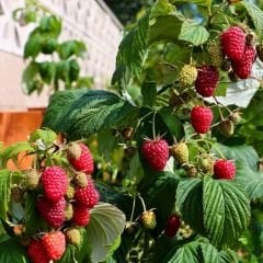 Polka Ahudud Fidanı