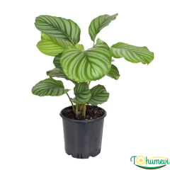 Calathea Orbifolia – Katalya Bitkisi (14 cm Saksı)