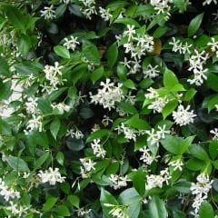 Arap Yasemini Fidanı - Rhyncospermum Jasminoides