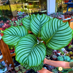 Calathea Orbifolia – Katalya Bitkisi (14 cm Saksı)