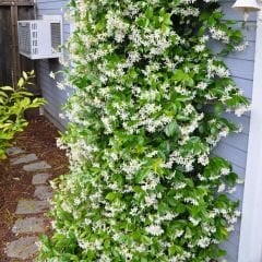 Arap Yasemini Fidanı - Rhyncospermum Jasminoides