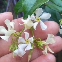 Arap Yasemini Fidanı - Rhyncospermum Jasminoides