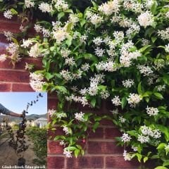 Arap Yasemini Fidanı - Rhyncospermum Jasminoides