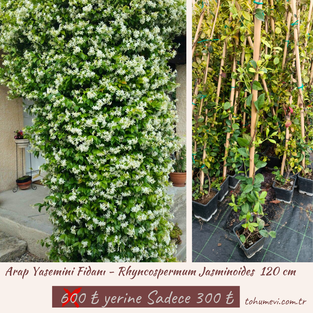 Arap Yasemini Fidanı - Rhyncospermum Jasminoides