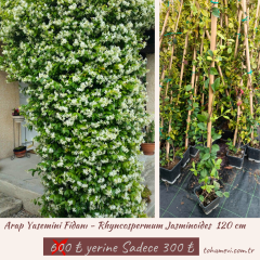 Arap Yasemini Fidanı - Rhyncospermum Jasminoides