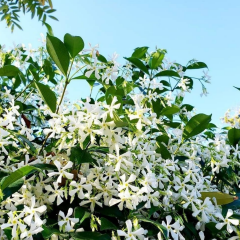 Arap Yasemini Fidanı - Rhyncospermum Jasminoides