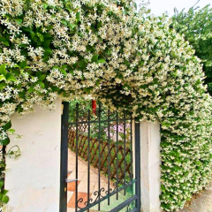 Arap Yasemini Fidanı - Rhyncospermum Jasminoides