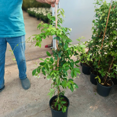 Arap Yasemini Fidanı - Rhyncospermum Jasminoides