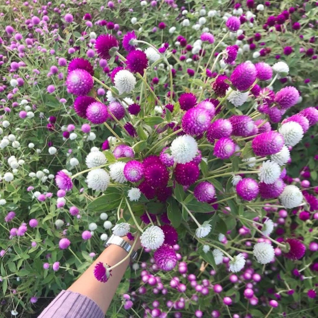 Medine Çiçeği Tohumu – Hanım Düğmesi - Gomphrena Globosa