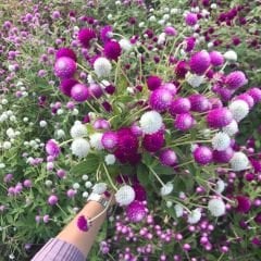 Medine Çiçeği Tohumu – Hanım Düğmesi - Gomphrena Globosa