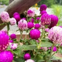 Medine Çiçeği Tohumu – Hanım Düğmesi - Gomphrena Globosa