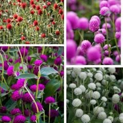 Medine Çiçeği Tohumu – Hanım Düğmesi - Gomphrena Globosa