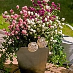 Medine Çiçeği Tohumu – Hanım Düğmesi - Gomphrena Globosa