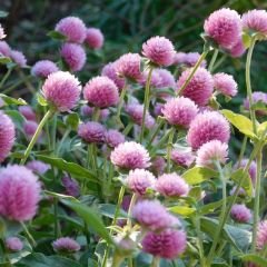 Medine Çiçeği Tohumu – Hanım Düğmesi - Gomphrena Globosa