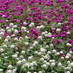 Medine Çiçeği Tohumu – Hanım Düğmesi - Gomphrena Globosa