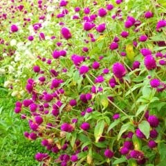 Medine Çiçeği Tohumu – Hanım Düğmesi - Gomphrena Globosa