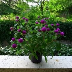 Medine Çiçeği Tohumu – Hanım Düğmesi - Gomphrena Globosa