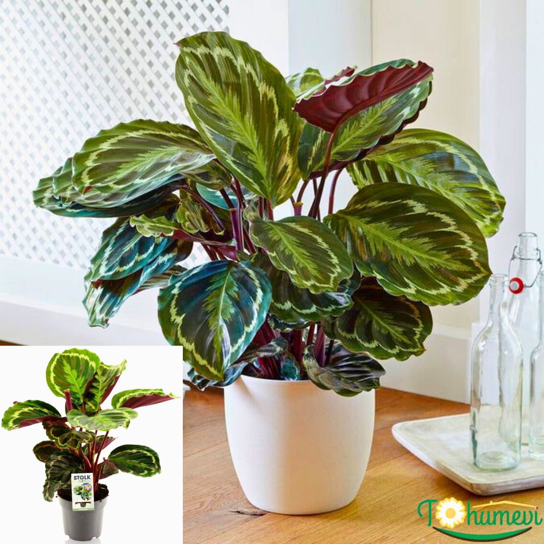 Calathea Medallion – Dua Çiçeği (14 cm Saksıda)