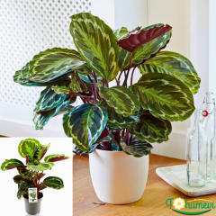 Calathea Medallion – Dua Çiçeği (14 cm Saksıda)